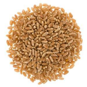 Hard Red Spring Wheat Kernels - Organic