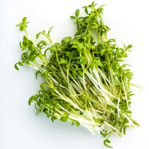 Sprouting Seeds - Curly Cress - 100g