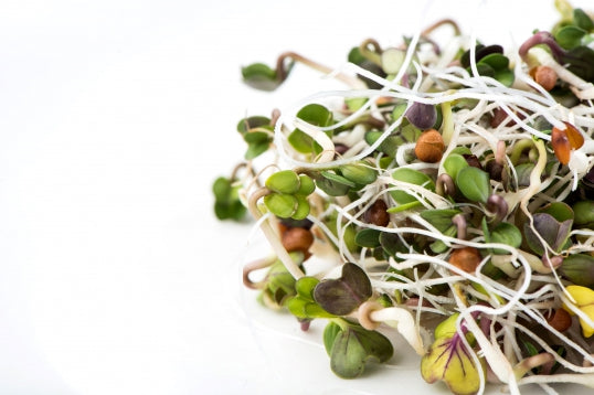 Sprouting Seeds - Daikon Radish - 100g