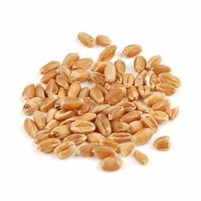 Red Fife Wheat Kernels 500g