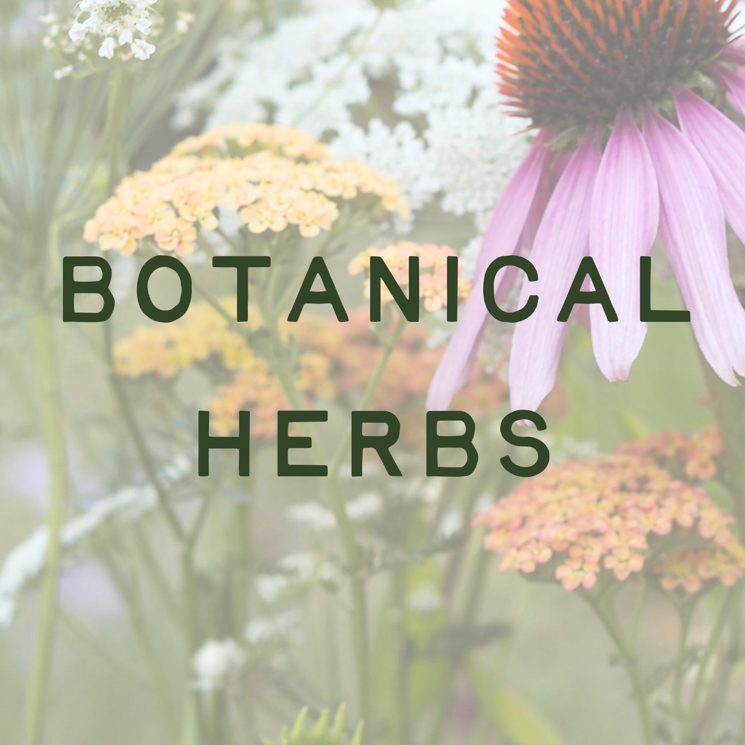 Botanical Herbs