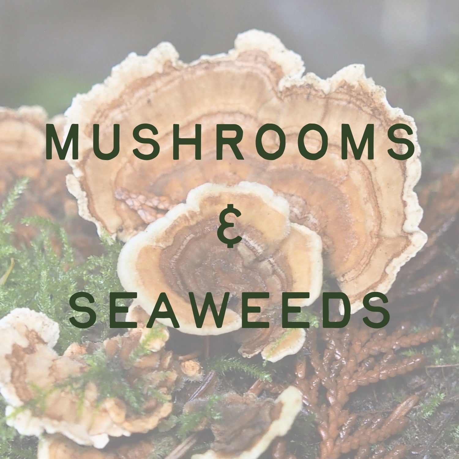 Mushrooms & Seaweeds