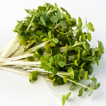 Sprouting Seeds - Arugula - 100g