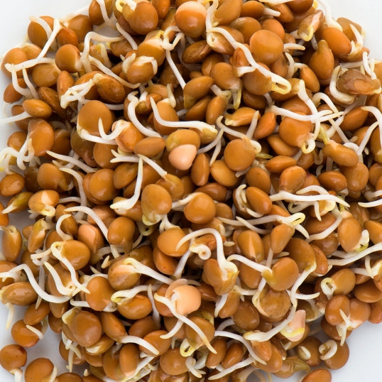 Sprouting Seeds - Crimson Lentil - 100g