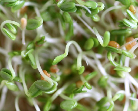 Sprouting Seeds - Red Clover - 100g