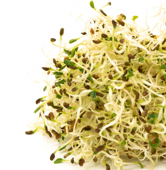 Sprouting Seeds - Alfalfa - 100g