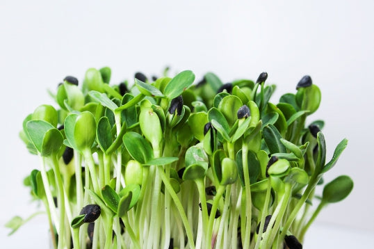 Sprouting Seeds - Sunflower Black Oilseed - 100g
