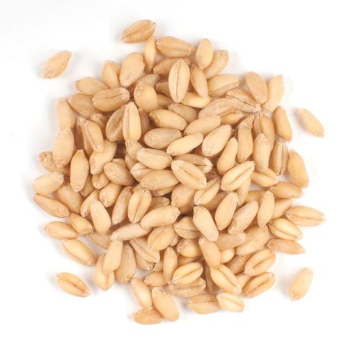 Soft White Wheat Kernels  500g